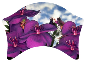 DABAN-025 Purple Roadsidea